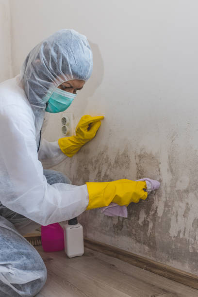 Biohazard Mold Removal in Superior, CO