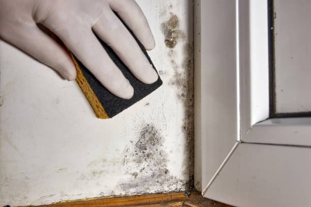 Superior, CO Mold Removal Company